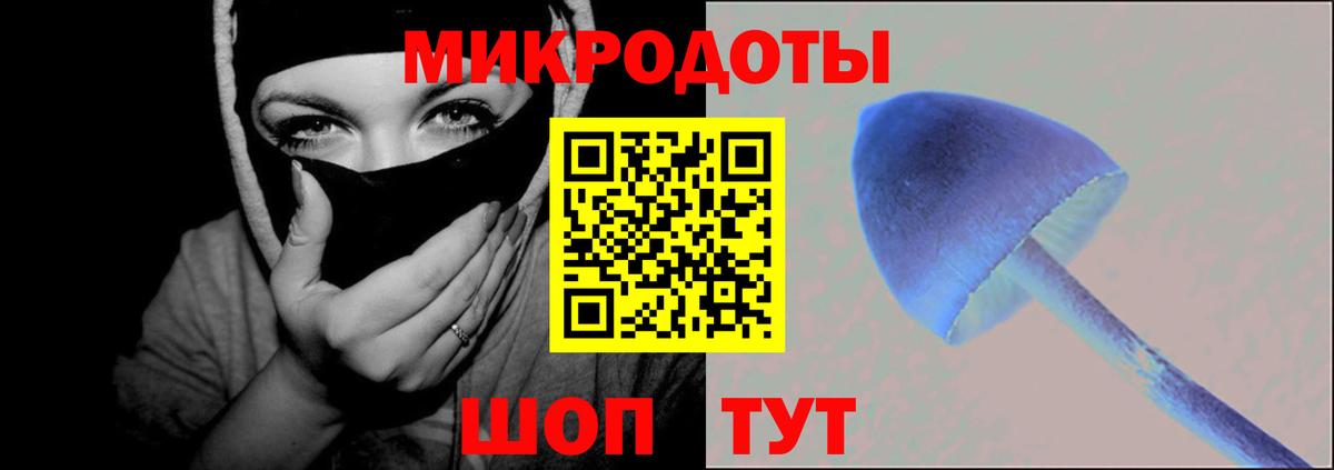 Галлюциногенные грибы Psilocybe Сосновый Бор